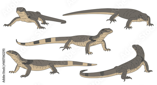 Nile Monitor lizard illustrations in various poses and angles  