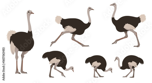 Various poses of ostriches running and walking in a flat design  