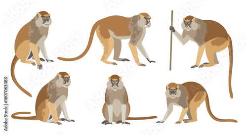 Group of Patas monkeys in various poses and activities  
