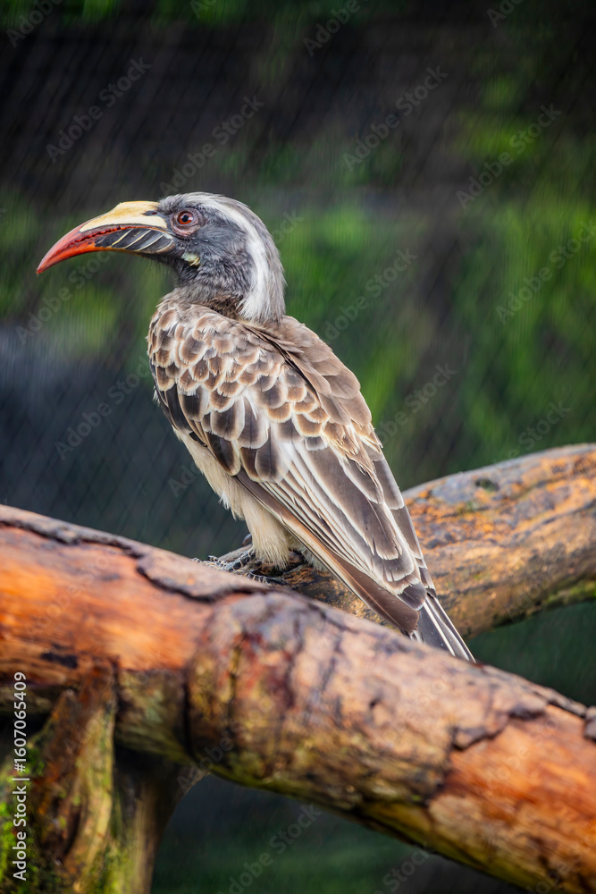 Obraz premium The African grey hornbill (Lophoceros nasutus) is a member of the hornbill family of mainly tropical near-passerine birds found in the Old World.