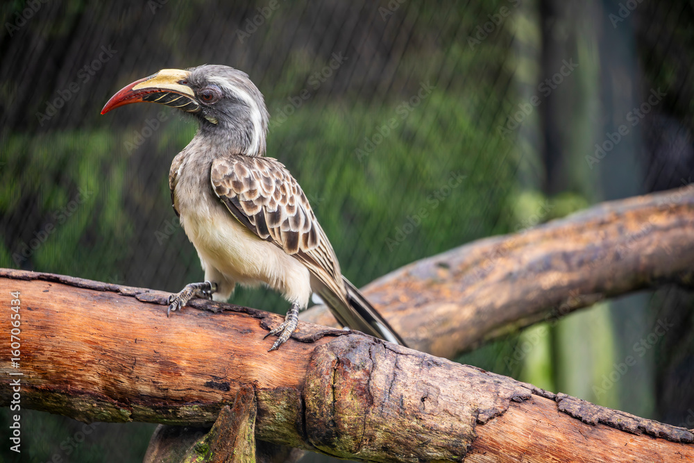 Fototapeta premium The African grey hornbill (Lophoceros nasutus) is a member of the hornbill family of mainly tropical near-passerine birds found in the Old World. 