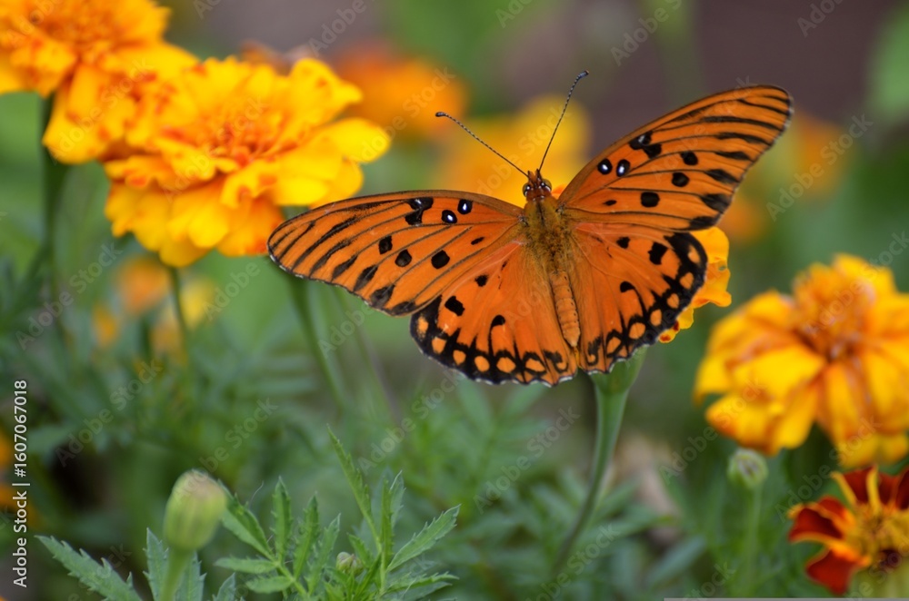 Obraz premium butterfly on flower