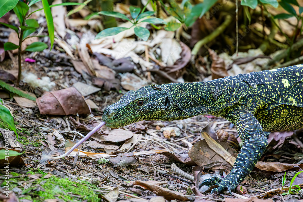 Obraz premium Salvadori's monitor (Varanus salvadorii) is one of the longest lizards in the world It is an arboreal lizard with a dark green body marked with bands of yellowish spots.