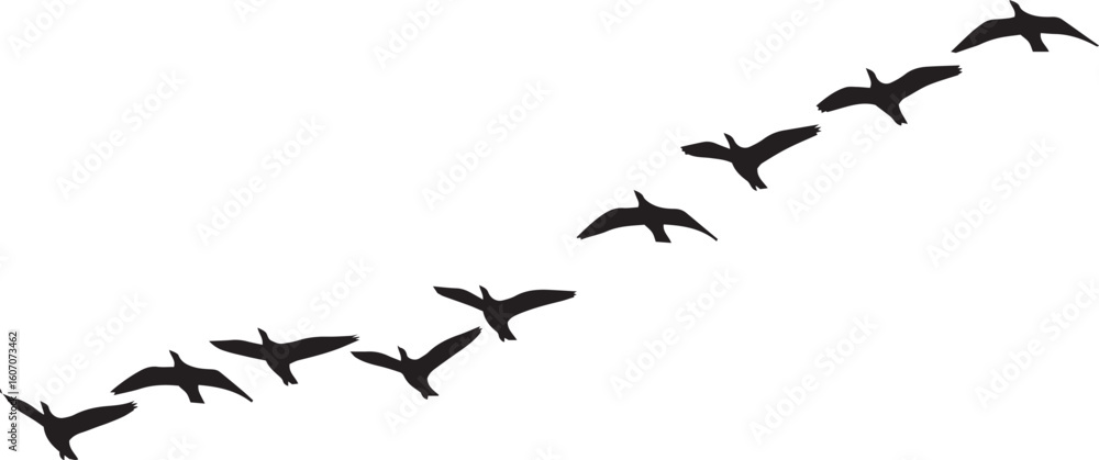 Fototapeta premium vector illustration of flying birds