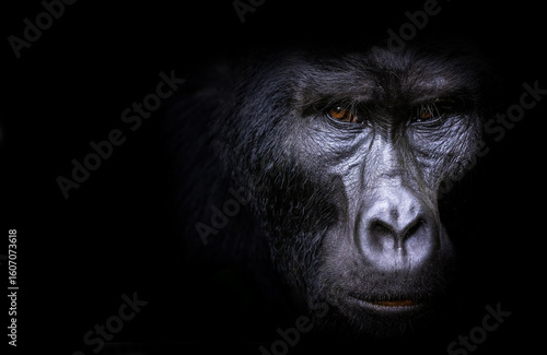 Slika na platnu Face of an adult mountain gorilla, gorilla beringei beringei, Bwindi Impenetrable forest, Uganda