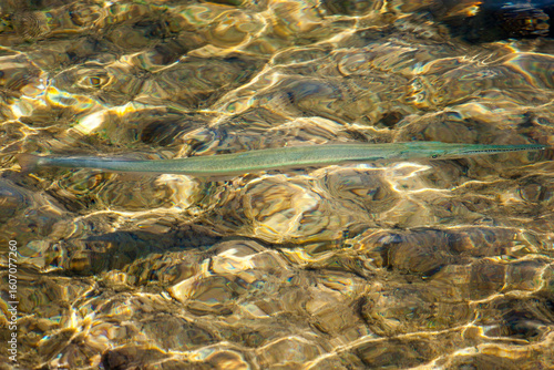 saw fish in the red sea