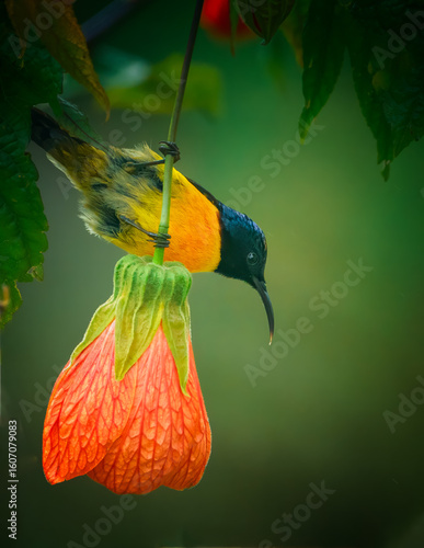 hummingbird and flower