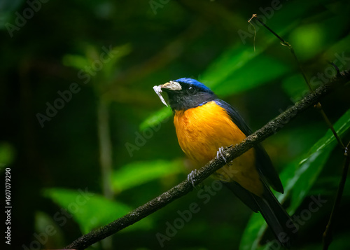Orange-bellied Niltava on a tree