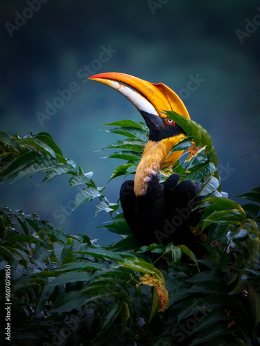 Close up of a Great Hornbill in its natural habitat