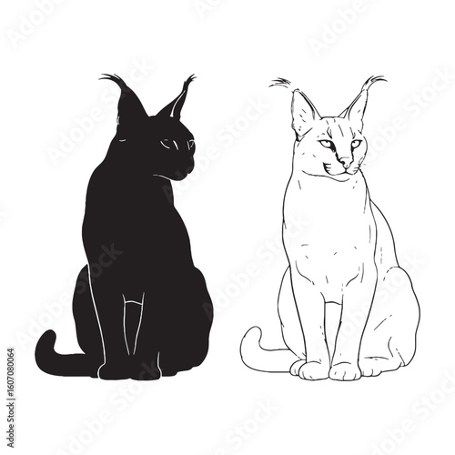 Stealthy Prowess Displayed - Caracal Illustration Assets - Vivid Silhouette and Crisp Lineart - Caracal silhouette - Caracal lineart - Caracal vector - silhouette & lineart of Caracal

