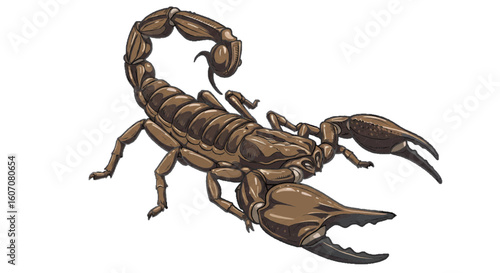 scorpion on white background