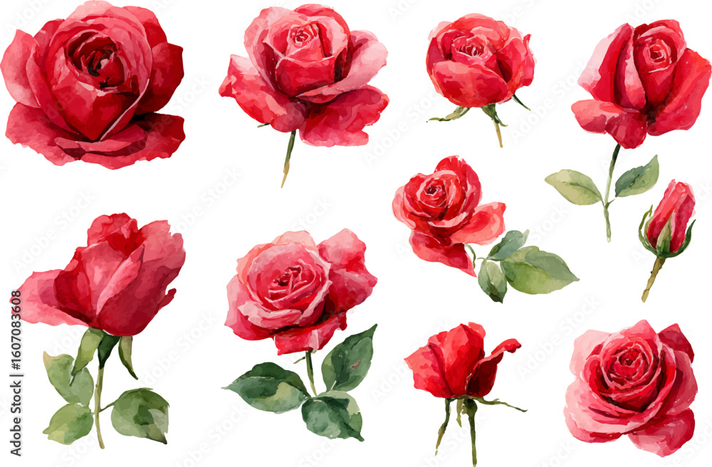Fototapeta premium red roses on white background
