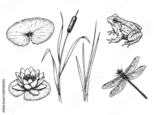 Riverbank engraving with lily pad frog reed and dragonfly in bold vintage hand-drawn style