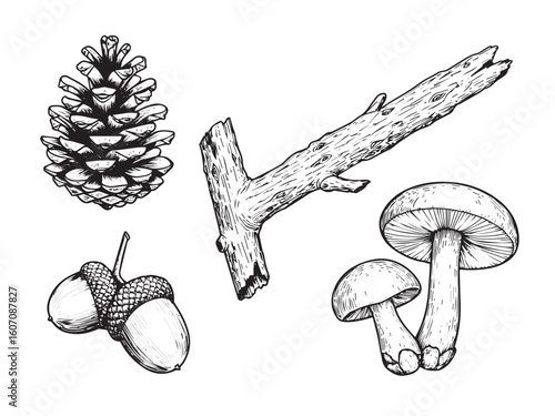 Vintage engraved forest elements with pine cone tree branch acorn and mushroom in solid line style