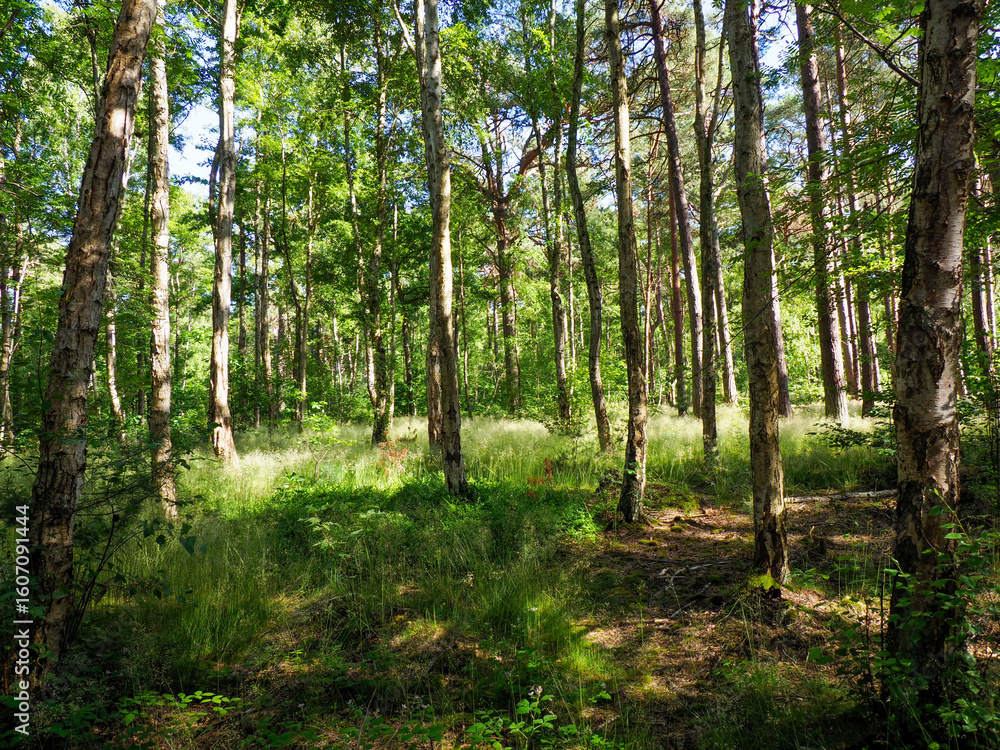 Obraz premium Serene forest interior with tall straight tree trunks creating natural columns in peaceful summer woodland