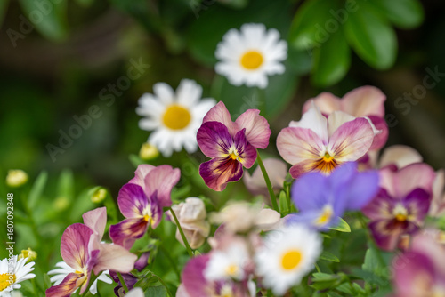 賑やかな春の花壇のパンジー