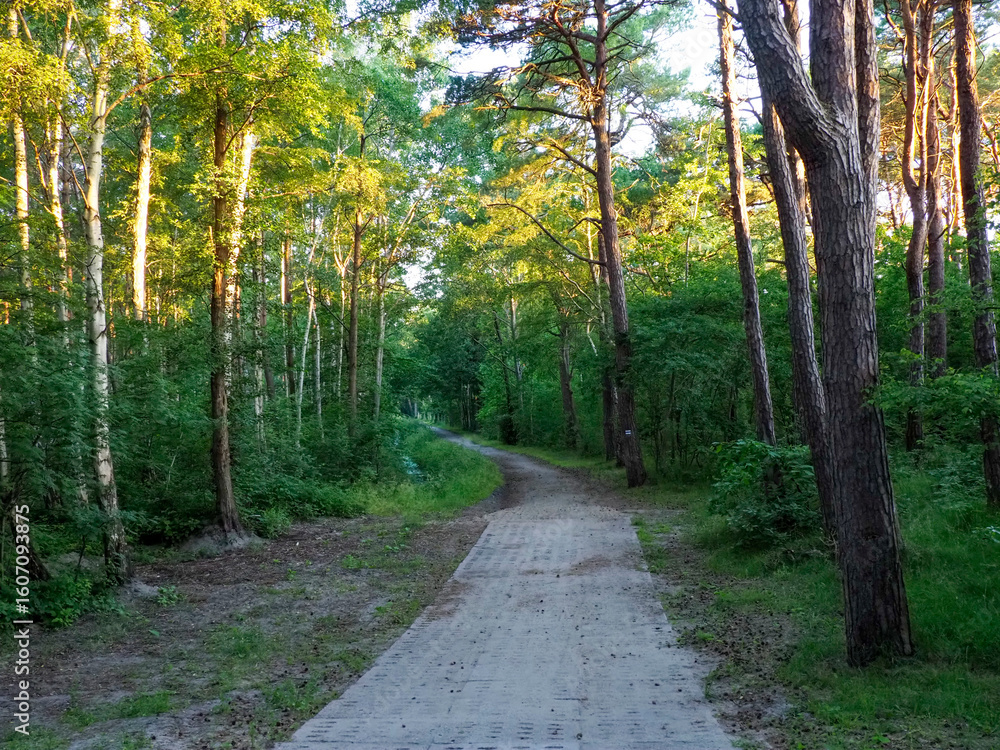 Fototapeta premium Sunlit forest trail curving through birch trees and mixed woodland creating dappled light patterns