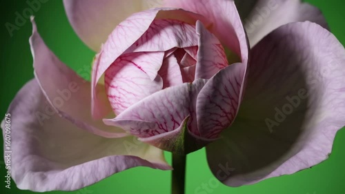 Delicate pink rose unfurling layered petals against verdant green screen, revealing botanical growth through high definition macro time lapse sequence
