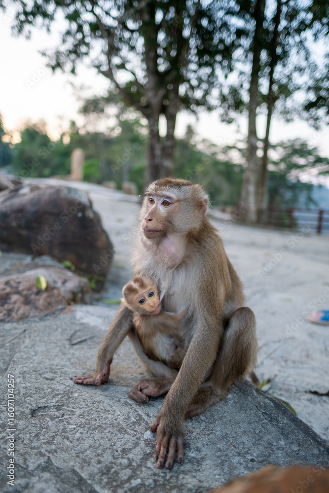 Naklejka premium Mother Macaque with Baby Monkey in Natural Habitat