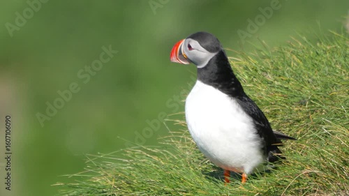 A vibrant Atlantic Puffin standing alert on a lush green cliffside in the Westman Islands, Iceland, with its distinctive colorful beak.