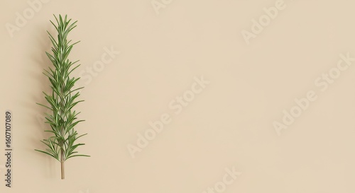 Fresh rosemary sprig laying on a beige background provides a calming, natural, organic culinary feel