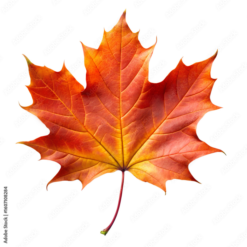 Fototapeta premium Bright Maple Leaf Isolated on Transparent Background – Nature Leaf PNG Clipart