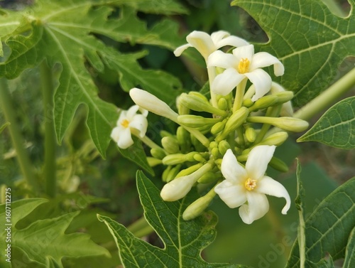 Fotografie Papaya flowers (Carica papaya) in outdoor garden, close up view