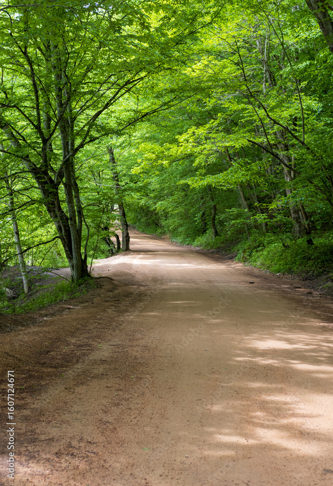Fototapeta premium an unpaved road in the spring in a wooded area walking on a sunny day
