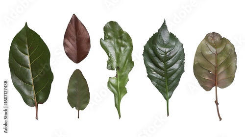 bay leaves on white background