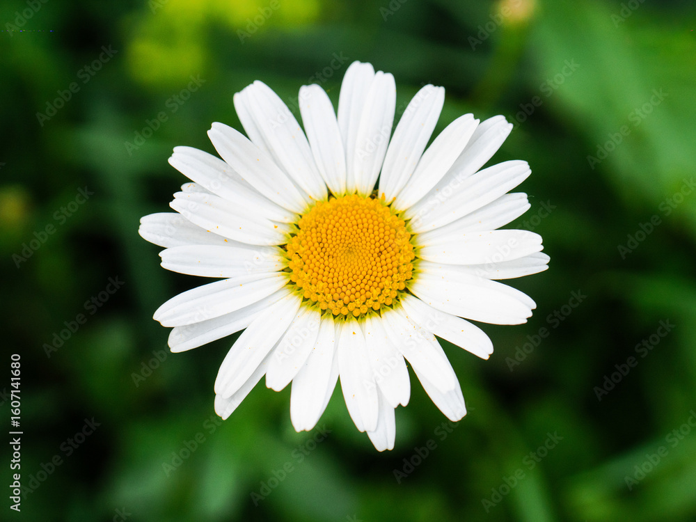 Fototapeta premium Close-up of a blooming daisy along Copenhagen’s sidewalks—delicate petals and vibrant colors highlight nature’s quiet beauty in an urban environment.