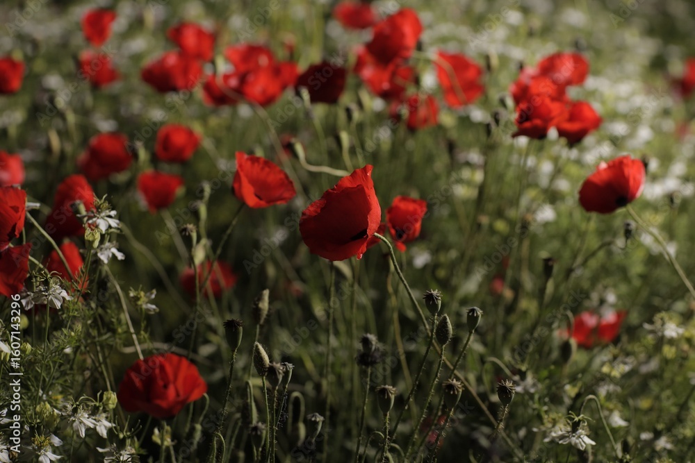Obraz premium blooming poppy field