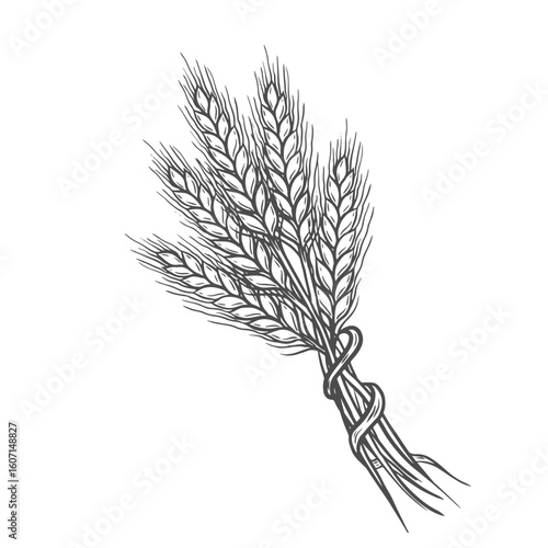 Wheat bread ears cereal crop sketch hand drawn vector illustration. Black ear isolated on white background. Gluten food ingredient engraving retro vintage style.
