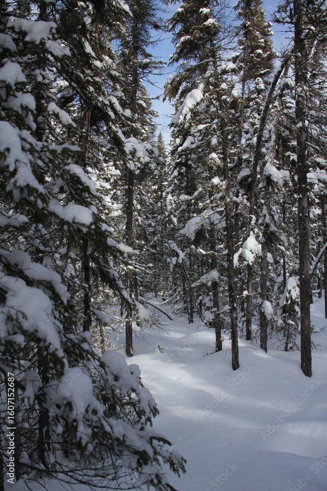 Fototapeta premium Snow on trees