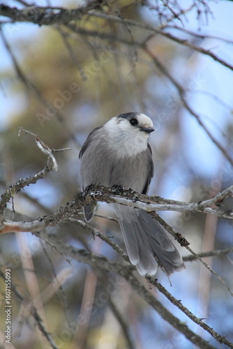 Grey Jay