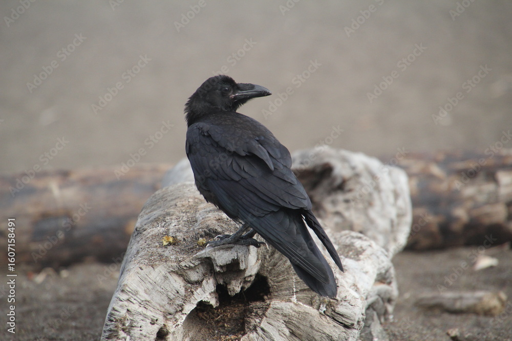 Obraz premium Raven on rock