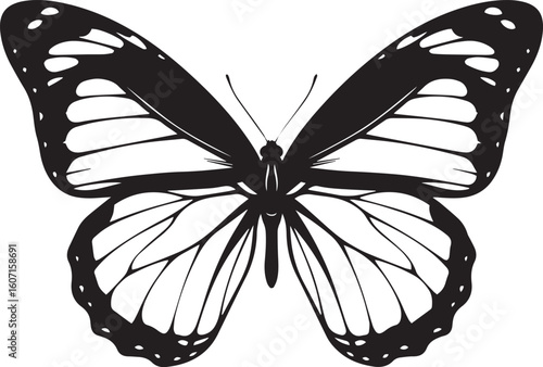 butterfly vector illustration
