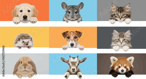 Cute animals pets collection dog cat rabbit hamster chinchilla hedgehog red panda goat