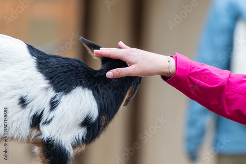 Bild auf Leinwand Chèvre naine caressée dans une ferme pédagogique, scène de tendresse et de média