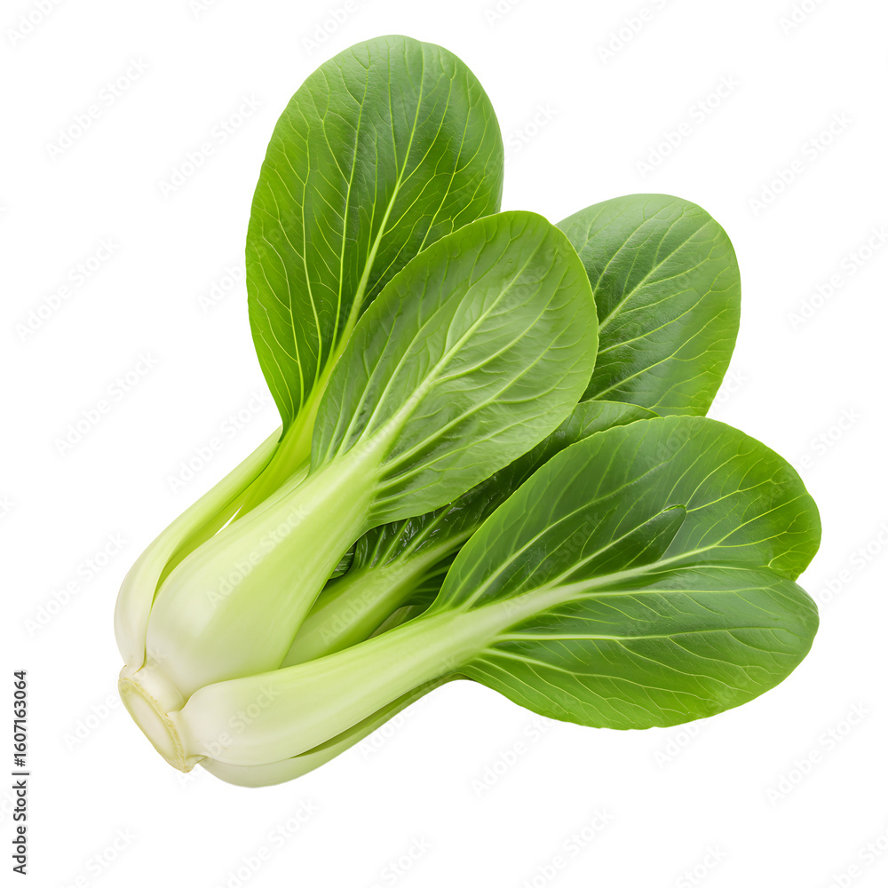 Fresh Bok Choy Bunch Isolated on White Background for Culinary Use Fresh Bok Choy Bunch Isolated on White Background for Culinary Use