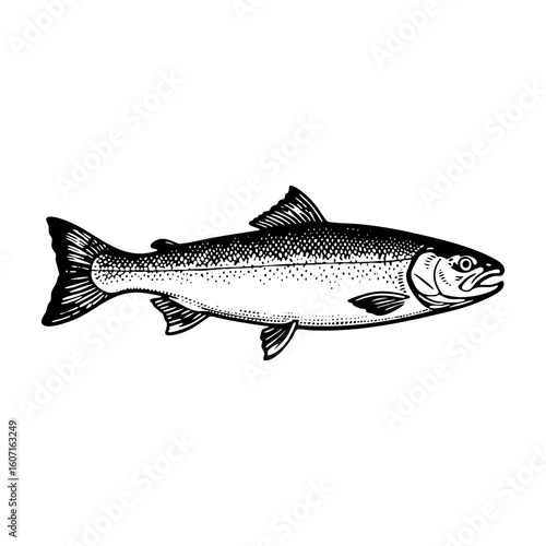 salmon fish sketch engraving black and white outline. Scratch board imitation.
