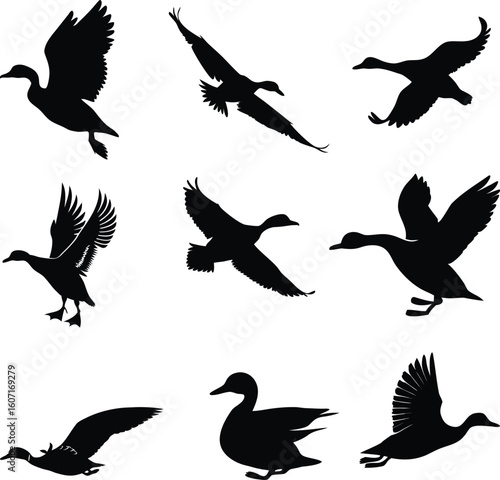 Duck Silhouette Vector 