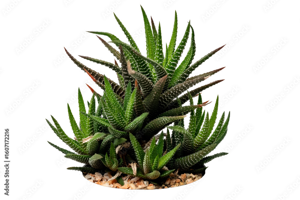 Fototapeta premium The Cactus Zebra Plant photo with high resolution 45MP and focus stacking technique