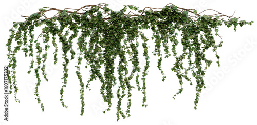 Hanging Ivy Vines PNG Transparent 3D Render– Hedera helix, Cascading Summer Greenery for Vertical Gardens or Interior Decor