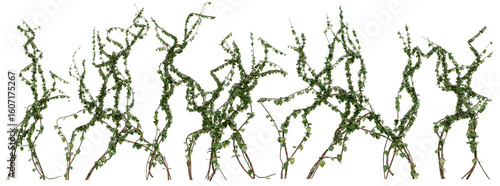 Photos Loose Ivy Vines PNG Transparent 3D Render– Hedera helix, Organic Creeping Vines