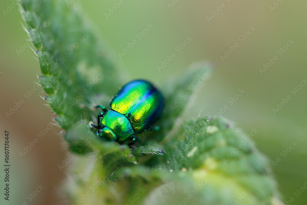 Fototapeta premium Chrysomèle