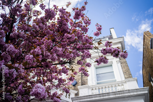 Canvas Print Flowers in bloom in London