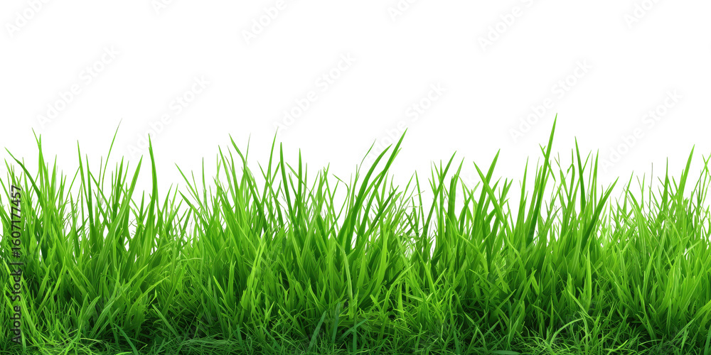 Fototapeta premium Lush green grass field (1)