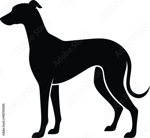 Whippet dog silhouette with slender frame, deep chest, and curved tail in elegant stance