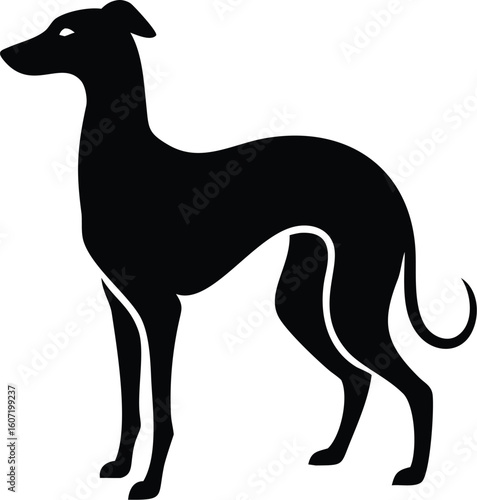 Italian Greyhound silhouette with slender frame, long legs, curved tail, and pointed snout in graceful stance