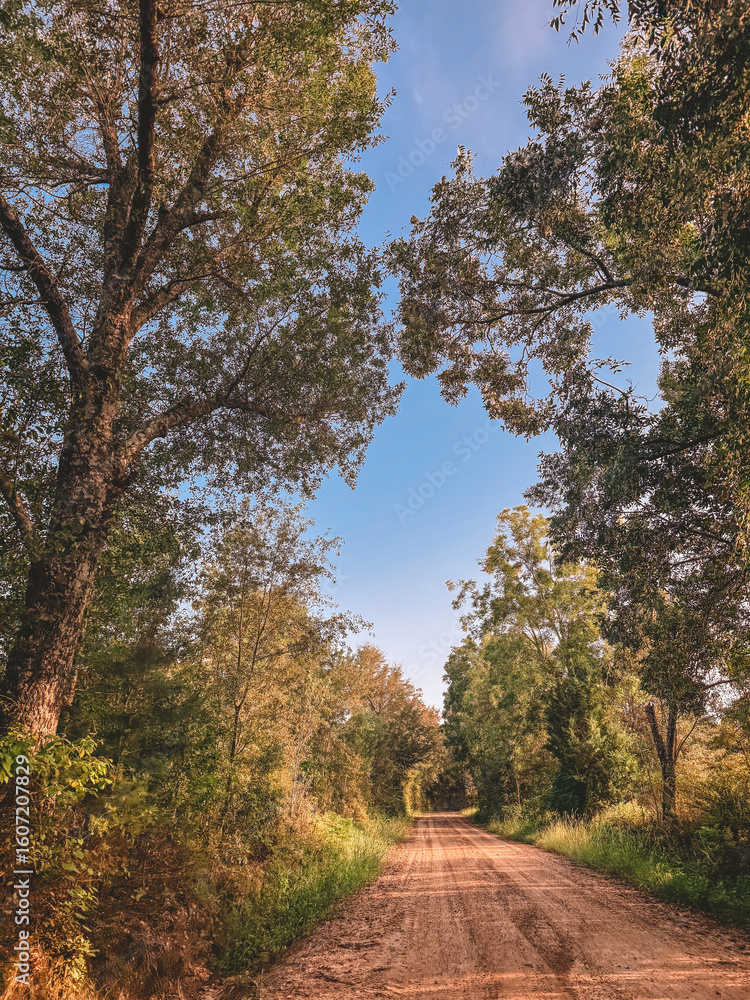 Fototapeta premium Dirt road in the woods